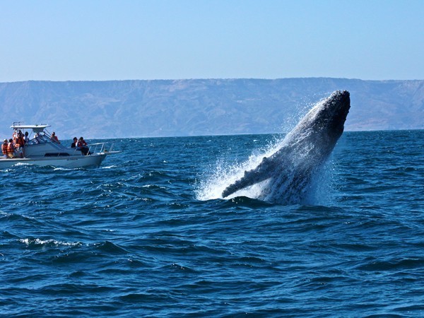 SEO Tumbes-Tumbes Peru SEO-Posicionamiento Web Tumbes-SEO Tumbes